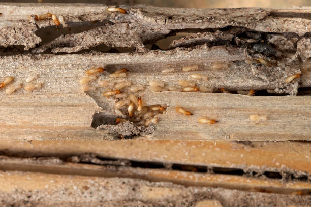 Bird Control in Uhland, TX