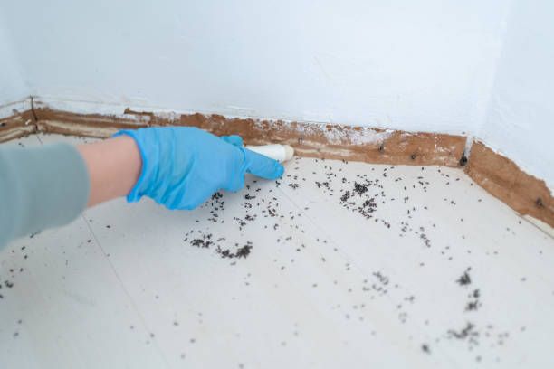 Best Rat Extermination Near Me  in Uhland, TX
